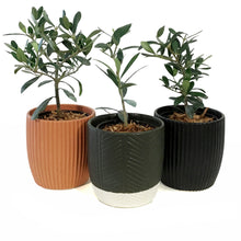 Load image into Gallery viewer, Olive, 9cm, in Ceramic Pot