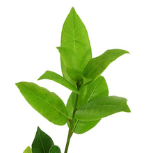 Load image into Gallery viewer, Bay Laurel, 9cm, in Ceramic Pot