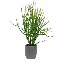 Load image into Gallery viewer, Succulent, 9cm, Euphorbia Firesticks in Ceramic