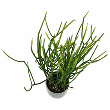 Load image into Gallery viewer, Succulent, 9cm, Euphorbia Firesticks in Ceramic