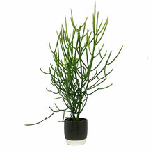 Load image into Gallery viewer, Succulent, 9cm, Euphorbia Firesticks in Ceramic