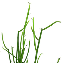 Load image into Gallery viewer, Succulent, 9cm, Euphorbia Firesticks in Ceramic