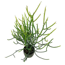 Load image into Gallery viewer, Succulent, 9cm, Euphorbia Firesticks in Ceramic