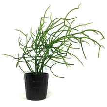Load image into Gallery viewer, Succulent, 9cm, Euphorbia Firesticks in Ceramic
