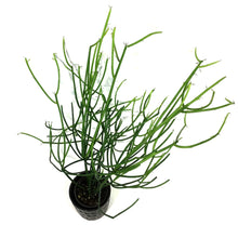 Load image into Gallery viewer, Succulent, 9cm, Euphorbia Firesticks in Ceramic