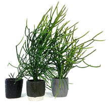 Load image into Gallery viewer, Succulent, 9cm, Euphorbia Firesticks in Ceramic