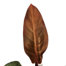 Load image into Gallery viewer, Philodendron, 4in, Cathaline