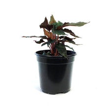 Load image into Gallery viewer, Homalomena, 4in, Black Form