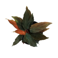 Load image into Gallery viewer, Homalomena, 4in, Black Form