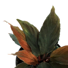 Load image into Gallery viewer, Homalomena, 4in, Black Form