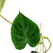 Load image into Gallery viewer, Philodendron, 4in, Verrucosum