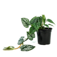 Load image into Gallery viewer, Philodendron, 4in, Brandtianum