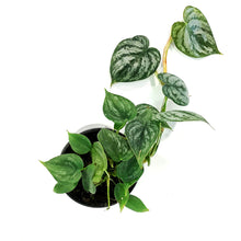 Load image into Gallery viewer, Philodendron, 4in, Brandtianum