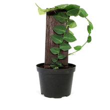 Load image into Gallery viewer, Rhaphidophora, 6in, Korthalsii on a Totem