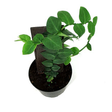 Load image into Gallery viewer, Rhaphidophora, 6in, Korthalsii on a Totem