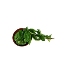 Load image into Gallery viewer, Hoya, 2.5in, Compacta