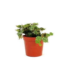Load image into Gallery viewer, Hoya, 2.5in, Curtisii