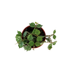 Load image into Gallery viewer, Hoya, 2.5in, Curtisii