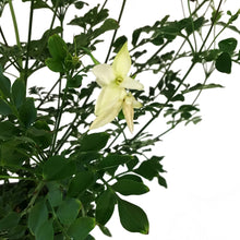 Load image into Gallery viewer, Jasmine, 6in