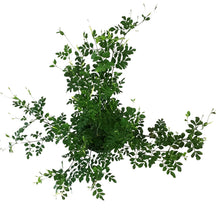 Load image into Gallery viewer, Jasmine, 6in