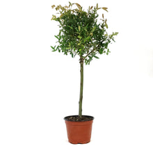 Load image into Gallery viewer, Willow, 6in, Variegated Topiary
