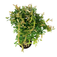 Load image into Gallery viewer, Willow, 6in, Variegated Topiary