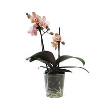 Load image into Gallery viewer, Orchid, 3.5in, Phalaenopsis Scention