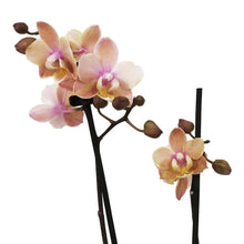 Load image into Gallery viewer, Orchid, 3.5in, Phalaenopsis Scention