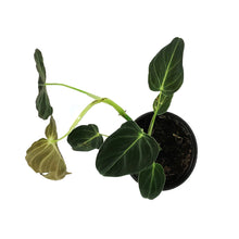 Load image into Gallery viewer, Philodendron, 4in, Melanochrysum