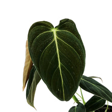 Load image into Gallery viewer, Philodendron, 4in, Melanochrysum