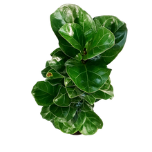 Load image into Gallery viewer, Ficus, 10in, Lyrata Little Sunshine