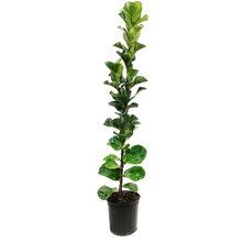 Load image into Gallery viewer, Ficus, 10in, Lyrata Little Sunshine