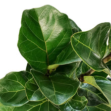 Load image into Gallery viewer, Ficus, 10in, Lyrata Little Sunshine