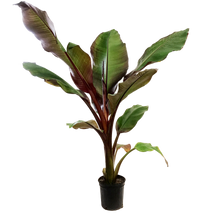 Load image into Gallery viewer, Banana, 10in, Ensete Maurelli, Abyssinian