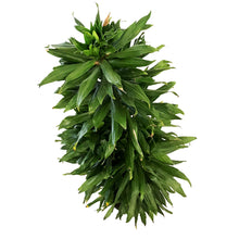 Load image into Gallery viewer, Dracaena, 14in, Green Jewel Cane