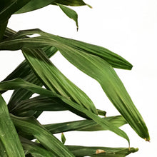 Load image into Gallery viewer, Dracaena, 14in, Green Jewel Cane