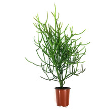Load image into Gallery viewer, Succulent, 9cm, Euphorbia Firesticks