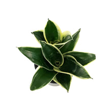 Load image into Gallery viewer, Sansevieria, 4in, Hahnii Jade Pagoda
