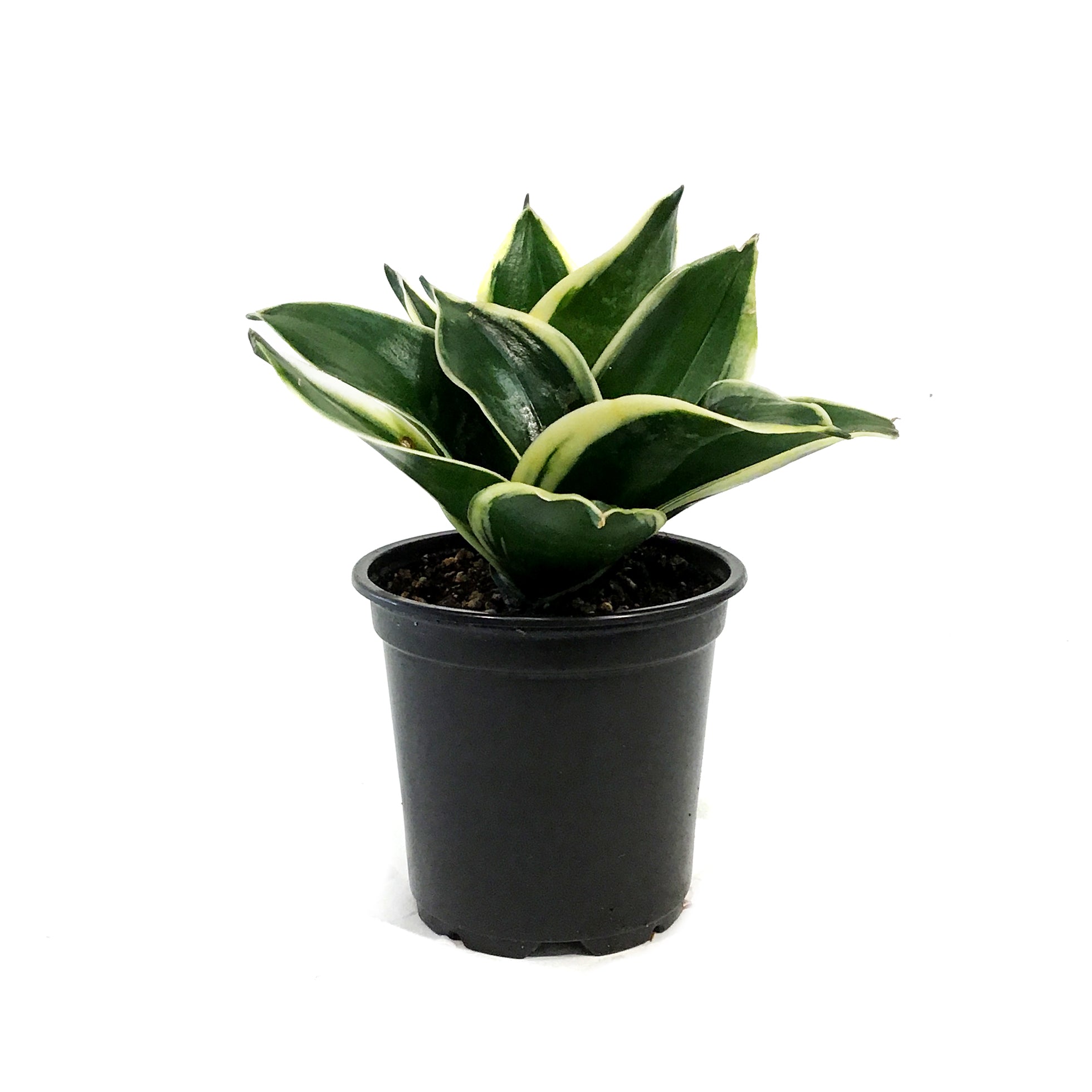 sansevieria jade pagoda Sansevieria, 4in, Hahnii Jade Pagoda – Floral Acres Greenhouse & Garden Centre