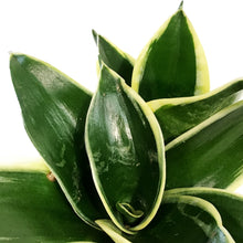 Load image into Gallery viewer, Sansevieria, 4in, Hahnii Jade Pagoda