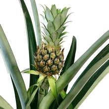 Load image into Gallery viewer, Pineapple, 8in