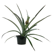 Load image into Gallery viewer, Pineapple, 8in