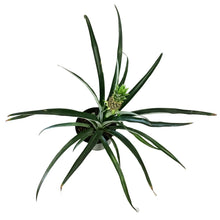 Load image into Gallery viewer, Pineapple, 8in