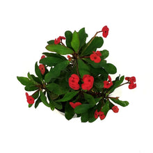 Load image into Gallery viewer, Euphorbia, 4in, Maxi Vulkanus