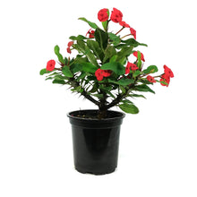 Load image into Gallery viewer, Euphorbia, 4in, Maxi Vulkanus