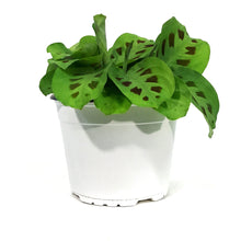 Load image into Gallery viewer, Maranta, 6in, Green