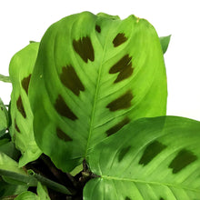 Load image into Gallery viewer, Maranta, 6in, Green