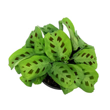 Load image into Gallery viewer, Maranta, 6in, Green