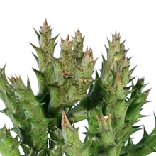 Load image into Gallery viewer, Caralluma, 4in, Caudata