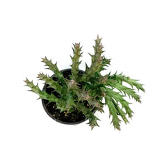 Load image into Gallery viewer, Caralluma, 4in, Caudata